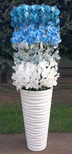 20 ágú orchidea