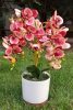 Asztali orchidea