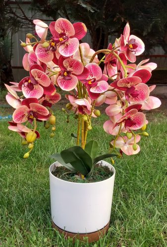 Asztali orchidea