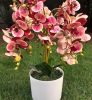 Asztali orchidea