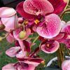 Asztali orchidea