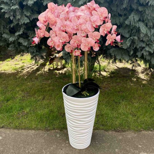5 ágú orchidea