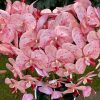 5 ágú orchidea