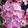 6 ágú orchidea padlókaspóban