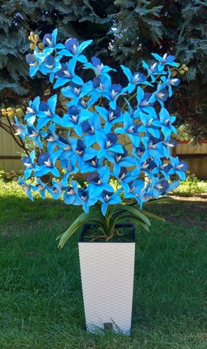 6 ágú orchidea padlókaspóban