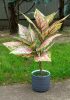 Élethű "aglaonema" 