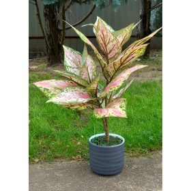 Élethű "aglaonema" 