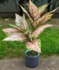 Élethű "aglaonema" 