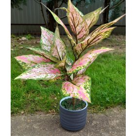 Élethű "aglaonema" 