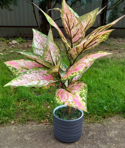 Élethű "aglaonema" 