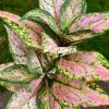 Élethű "aglaonema" 