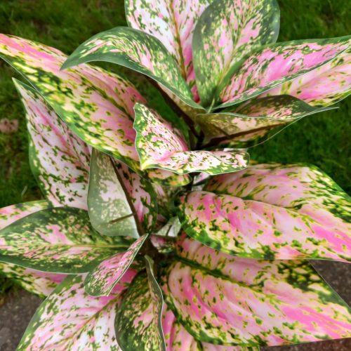 Élethű "aglaonema" 
