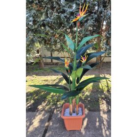 Élethű papagályvirág