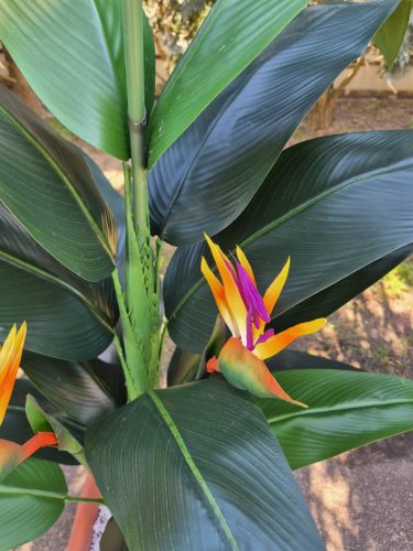 Élethű papagályvirág