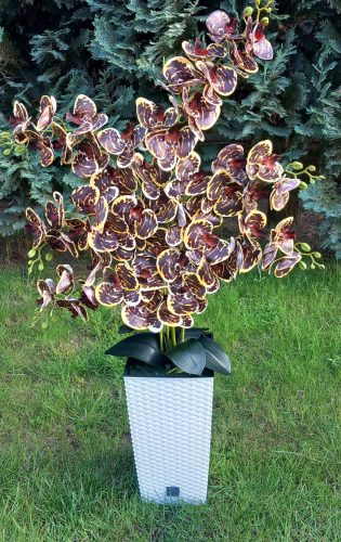 6 ágú orchidea padlókaspóban