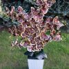 6 ágú orchidea padlókaspóban