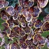 6 ágú orchidea padlókaspóban