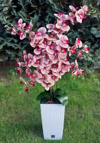 6 ágú orchidea padlókaspóban