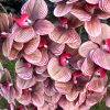 6 ágú orchidea padlókaspóban