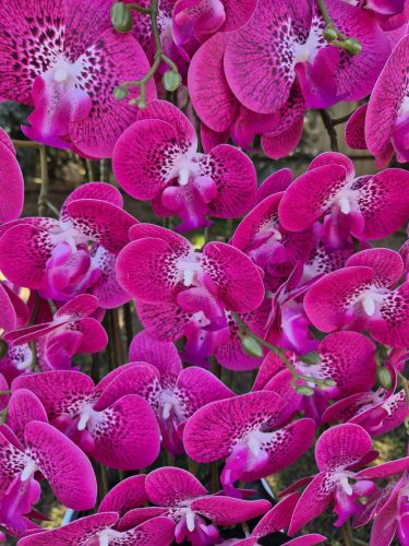 10 ágú orchidea padlókaspóban