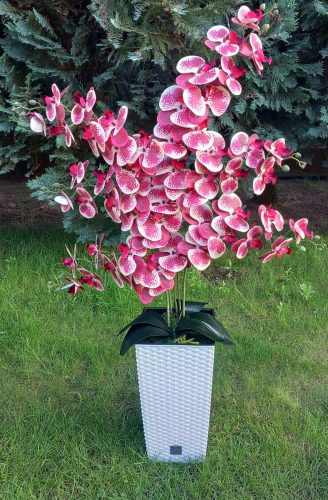 6 ágú orchidea padlókaspóban