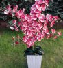 6 ágú orchidea padlókaspóban
