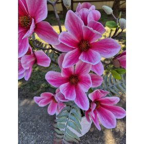 Magnólia cserépben