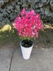 5 ágú orchidea