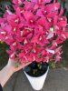 5 ágú orchidea