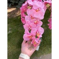 Orchideák